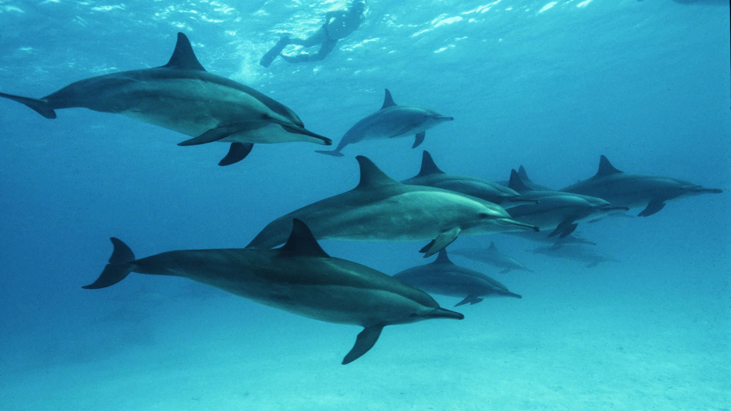 Spinner dolphins.