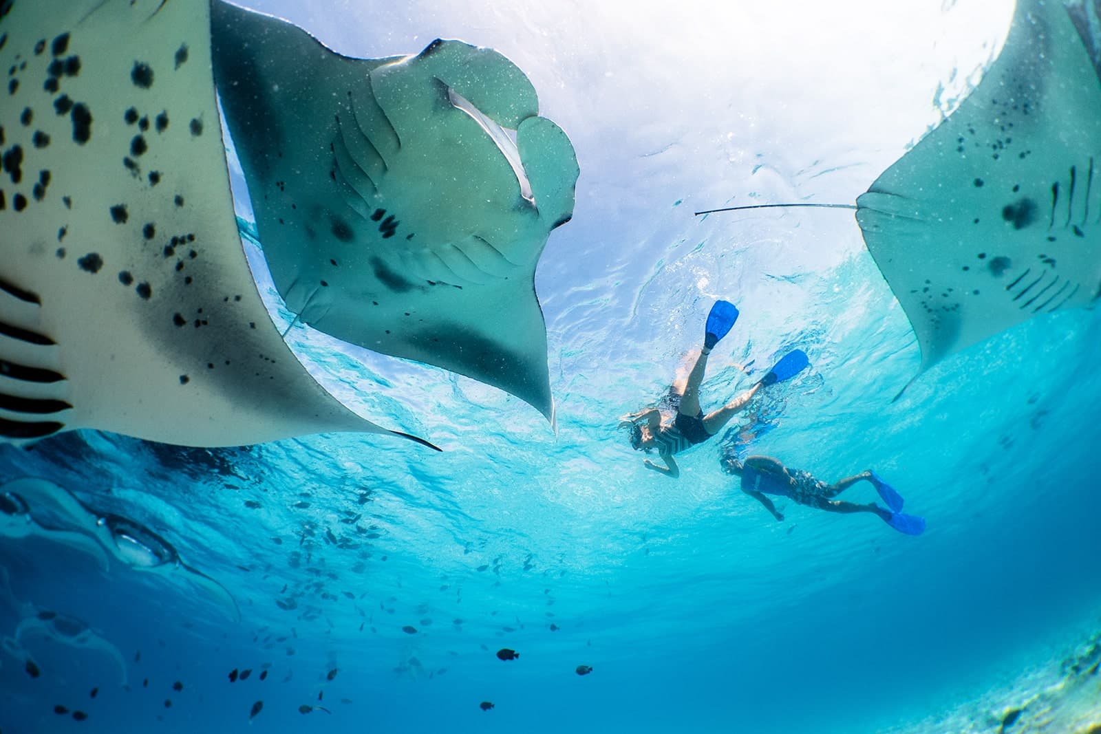 Manta rays feeding at Hanifaru Bay, Baa Atoll