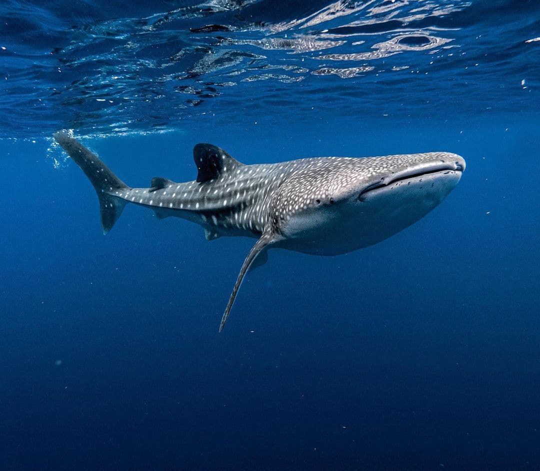 Shark Diving in Baa Atoll
