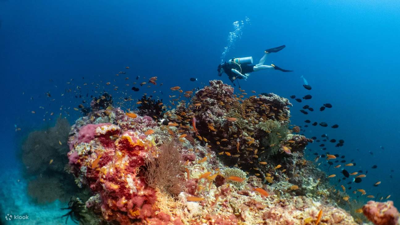 Scuba Diving & Snorkeling in Baa Atoll