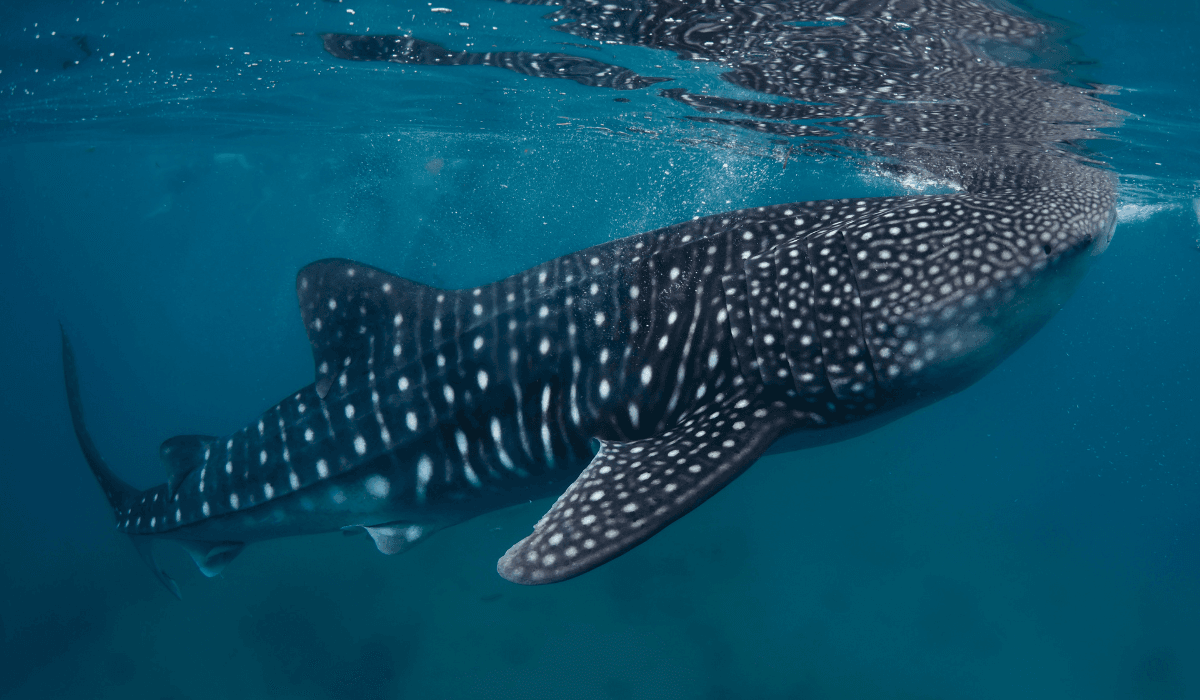 Dolphin & Whale Watching Cruise