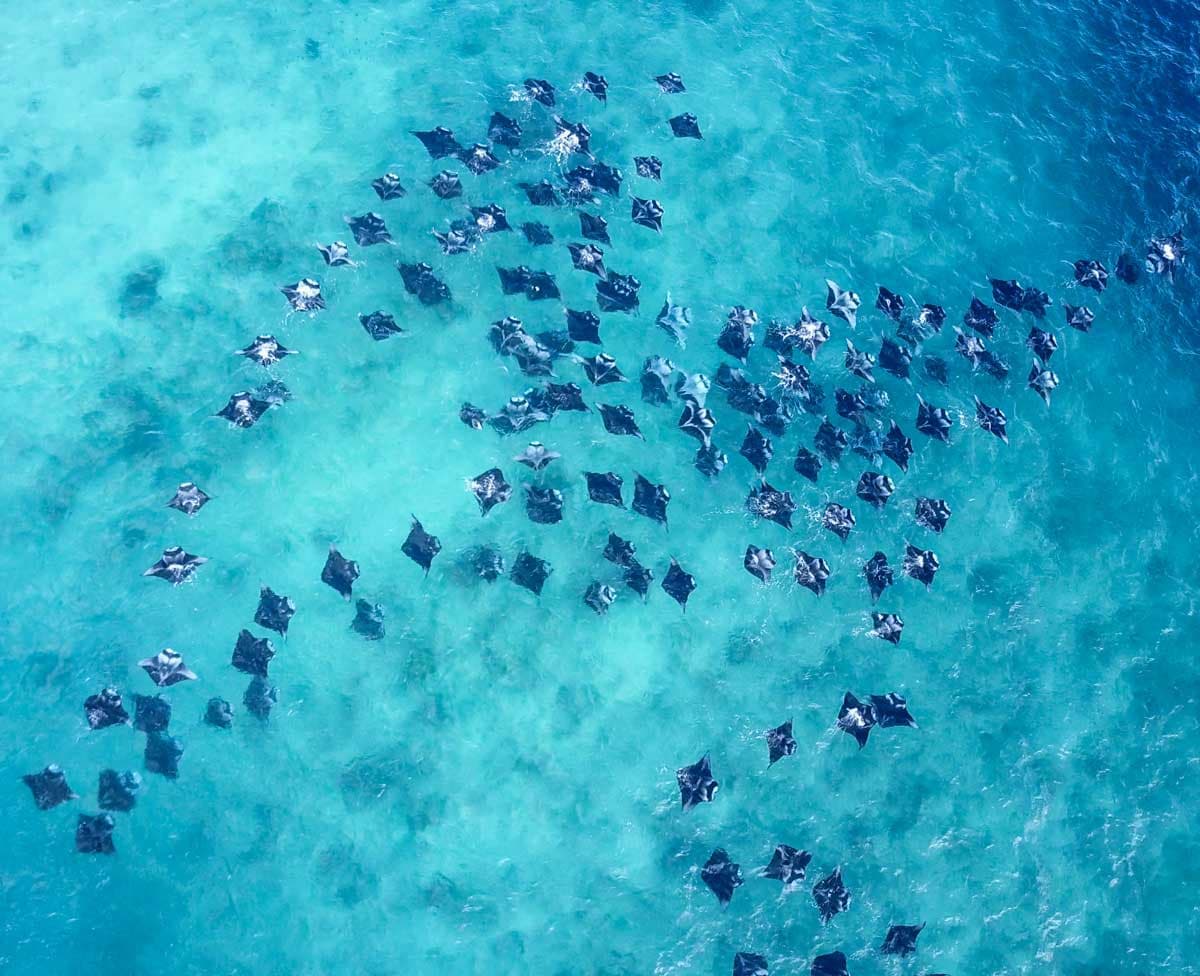Hanifaru Bay manta rays